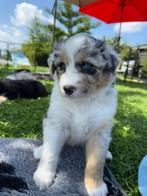 Prachtige pups. Australian shepherd x pomsky (nog1), Dieren en Toebehoren, Honden | Herdershonden en Veedrijvers, Rabiës (hondsdolheid)