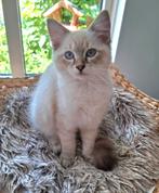 Lief seal tabby point Ragdoll poesje met stamboom, Dieren en Toebehoren, Katten en Kittens | Raskatten | Langhaar, Poes, Gechipt
