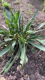 Yucca, Zomer, Vaste plant, Ophalen of Verzenden, Overige soorten