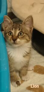 Schattige Griekse kittens, Dieren en Toebehoren, Katten en Kittens | Overige Katten, Meerdere dieren, Kortharig, 0 tot 2 jaar