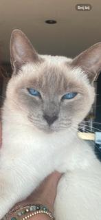 Vermist onze siamees Kitty!!!, Kat