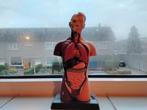 Anatomie Model - 27cm - Uitneembare Organen, Ophalen of Verzenden, Zo goed als nieuw