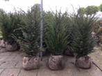 Taxus Baccata, Ophalen, Taxus, Haag, Minder dan 100 cm