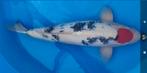 marudo tancho showa van geweldig mooie kwaliteit zie foto's, Dieren en Toebehoren, Karper of Koi