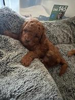 Prachtige Toypoedel pups - Bruin & Donkerbruin, Poedel, Parvo, 8 tot 15 weken, Meerdere