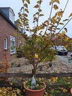 Moerbei boom ( witte vruchten), Tuin en Terras, Ophalen, Volle zon, Overige soorten, 100 tot 250 cm