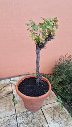 Druivenstam in pot - Wegens Emigratie, Tuin en Terras, Planten | Tuinplanten, Ophalen