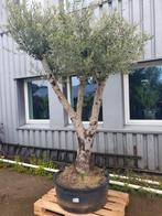 Olijfboom, Lente, 100 tot 250 cm, Olijfboom, Ophalen