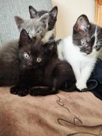 3 Katertjes 1 poesje te koop, Dieren en Toebehoren, Katten en Kittens | Raskatten | Langhaar, Meerdere dieren, 0 tot 2 jaar