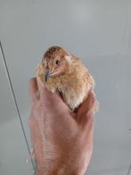 Japanse kwartel haan geel, Dieren en Toebehoren, Pluimvee, Mannelijk, Overige soorten