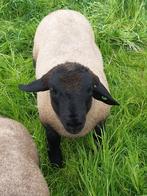 5 stamboek suffolk ooilammeren te koop, Dieren en Toebehoren, Schapen, Geiten en Varkens, Vrouwelijk, Schaap, 0 tot 2 jaar