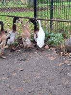 5 loopeenden 2025, Dieren en Toebehoren, Pluimvee, Meerdere dieren, Eend