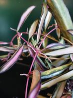 Hoya wayetii tricolor, Ophalen, Overige soorten, Minder dan 100 cm