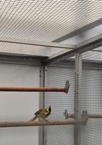 Groene Kardinalen – Vast geringde, volledig gedocumenteer, Dieren en Toebehoren, Meerdere dieren, Geringd