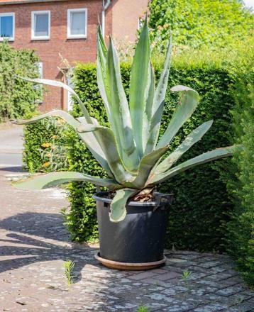 Agave americana  beschikbaar voor biedingen