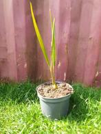 Butia capitata var. odorata, Ophalen, Volle zon, Palmboom, Minder dan 100 cm