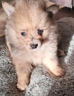 Pomeriaan pups, Dieren en Toebehoren, Keeshond, 8 tot 15 weken, Meerdere, Meerdere dieren
