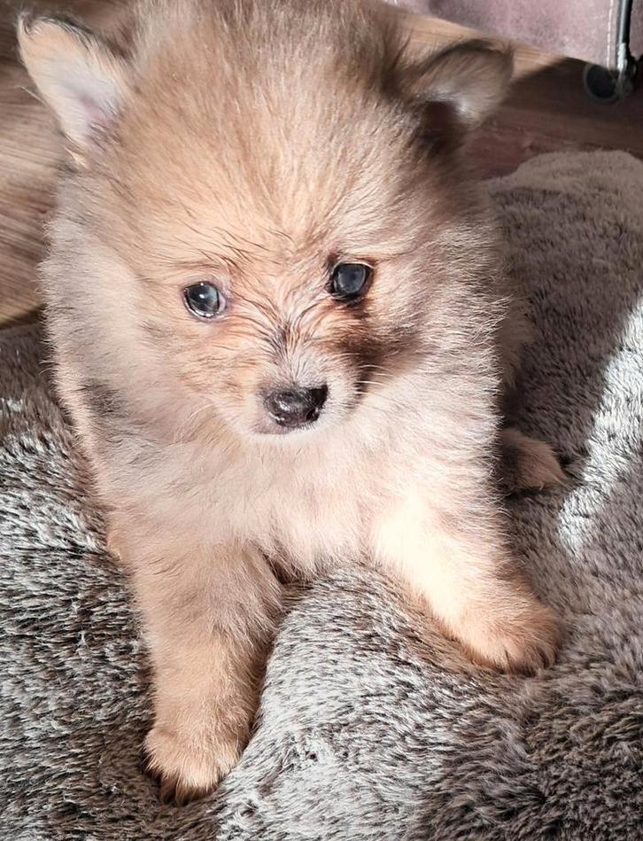 Pomeriaan pups, Dieren en Toebehoren, Honden | Poolhonden, Keeshonden en Oertypen, Meerdere dieren, Keeshond, Particulier, Meerdere