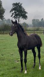 Extreme US x Special D hengst veulen, Dieren en Toebehoren, Gechipt, Niet van toepassing, Dressuurpaard, 0 tot 2 jaar