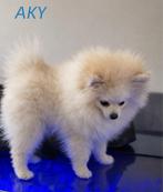 Pomeriaan reutje met stamboom paspoort en gezondheidsboekje, Particulier, Keeshond, Reu, 8 tot 15 weken
