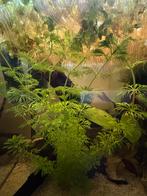 Waterplant limnophila sessiliflora, Dieren en Toebehoren, Vissen | Aquaria en Toebehoren, Ophalen, Plant(en), Steen of Hout