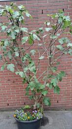 EEN VOLWASSEN VIJGEN BOOM MET VEEL JONGE VIJGEJES TE KOOP, Ophalen of Verzenden, 100 tot 250 cm, Vijgenboom