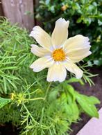 Cosmea “Xanthos” zaden, Ophalen of Verzenden, Voorjaar, Volle zon, Zaad