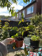 Zuring Plant - Bio & Eetbaar, Tuin en Terras, Volle zon, Vaste plant, Ophalen of Verzenden, Bloeit niet