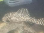 Hypancistrus l066, Dieren en Toebehoren, Vis