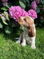 Levendige Engelse Cocker pup zoekt actief baasje, Dieren en Toebehoren, Honden | Retrievers, Spaniëls en Waterhonden, België, Fokker | Hobbymatig