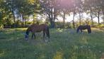 1 stal vrij voor klein paard of grote pony, Dieren en Toebehoren