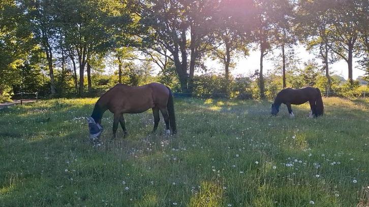 1 stal vrij voor klein paard of pony, Dieren en Toebehoren, Stalling en Weidegang