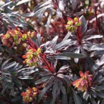 Euphorbia amygdaloides (Roodbladige Wolfsmelk) beschikbaar voor biedingen