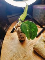 Epipremnum njoy, Ophalen of Verzenden