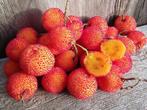 Aardbeiboom, Arbutus unedo met heerlijke oranje vruchten., Tuin en Terras, Planten | Tuinplanten, Halfschaduw, Vaste plant, Herfst