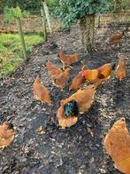 New Hampshire hennen, Dieren en Toebehoren, Juli, Vrouwelijk