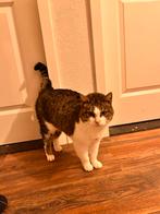 Minoes, knuffeldame 6 jaar, Dieren en Toebehoren, Katten en Kittens | Overige Katten, Poes, Kortharig, 6 jaar of ouder
