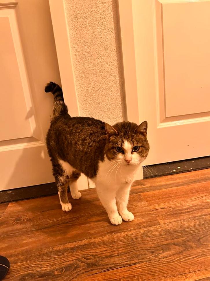 Minoes, knuffeldame 6 jaar, Dieren en Toebehoren, Katten en Kittens | Overige Katten, Kortharig, Poes, 6 jaar of ouder