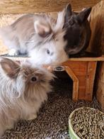 3 Dwergkonijnen voedsters, Vrouwelijk, Dwerg, 0 tot 2 jaar