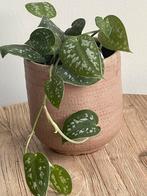 Scindapsus Pictus plant is incl pot, Ophalen of Verzenden, Overige soorten, Minder dan 100 cm