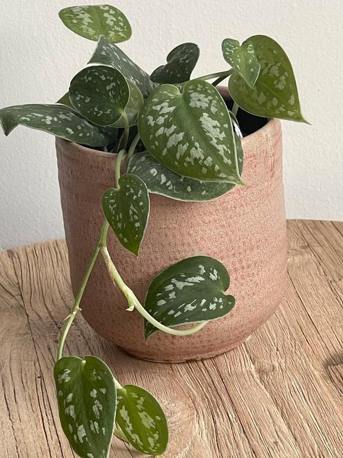 Scindapsus Pictus plant is incl pot, Huis en Inrichting, Kamerplanten, Overige soorten, Minder dan 100 cm, Ophalen of Verzenden