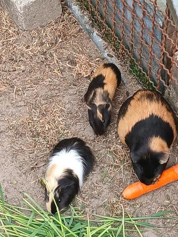 cavia's beschikbaar voor biedingen