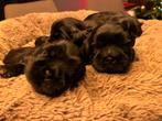 Schattige Shih tzu pups, Rabiës (hondsdolheid), Overige rassen, 8 tot 15 weken, Meerdere