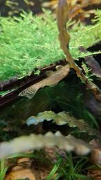 Ancistrus albino 4/5 cm, Vis