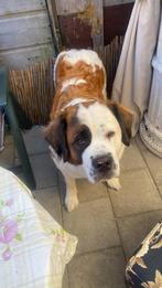 Sint bernard vrouw, Sennenhond, Teef, Eén hond, 3 tot 5 jaar