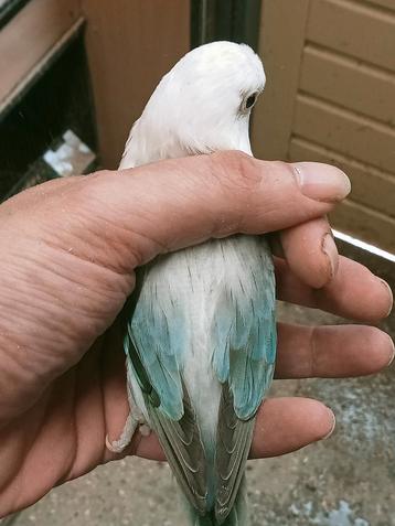 Prachtige brr agapornis fisheri opaline euwing turquoise man beschikbaar voor biedingen