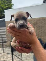 Laatste 2 pups (reutjes) zoeken gouden mandje, Overige rassen, 8 tot 15 weken, Meerdere, Meerdere dieren