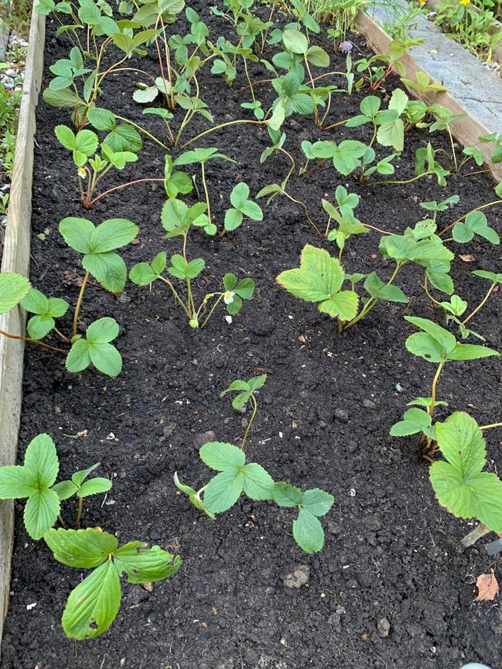 Laatste 60 Biologische 1e jaars 🍓 Aardbeien plantjes., Tuin en Terras, Planten | Tuinplanten, Vaste plant, Fruitplanten, Volle zon