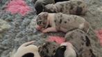 Jack Russell puppy's te koop, Dieren en Toebehoren, Honden | Jack Russells en Terriërs, Jack Russell Terriër, CDV (hondenziekte)