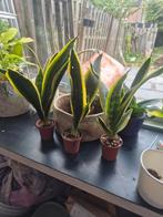 3 Sansevieria stekken (Vrouwentong), Ophalen, Vetplant, Minder dan 100 cm, Volle zon